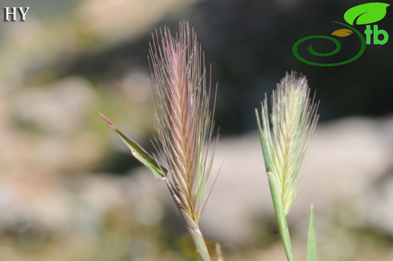 subsp. leporinum- İzmir