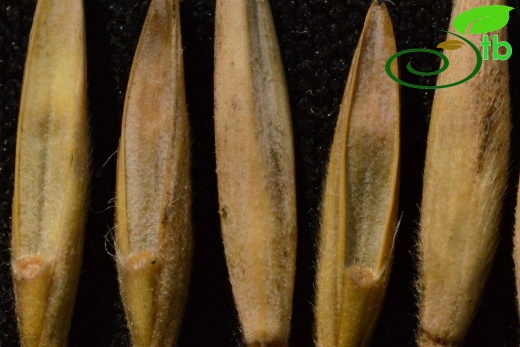 subsp. sabulosus