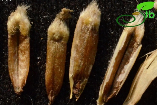 subsp. sabulosus
