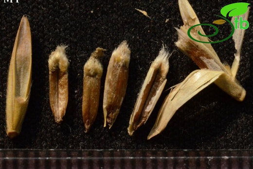 subsp. sabulosus