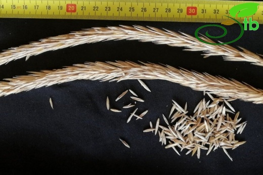subsp. sabulosus