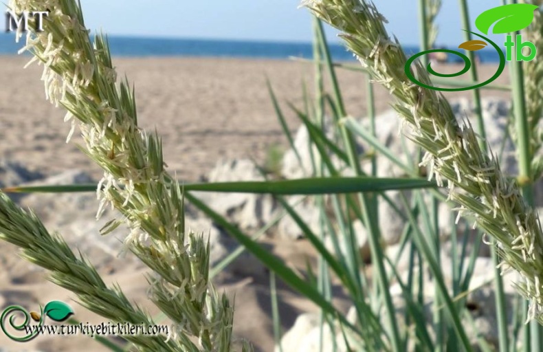 ssp sabulosus-İstanbul