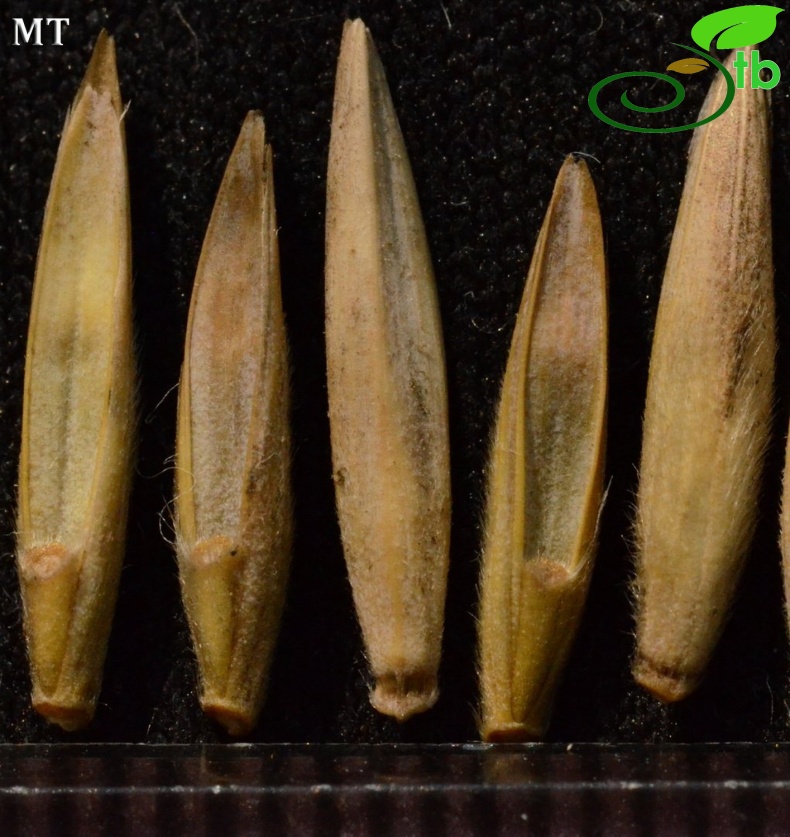 subsp. sabulosus