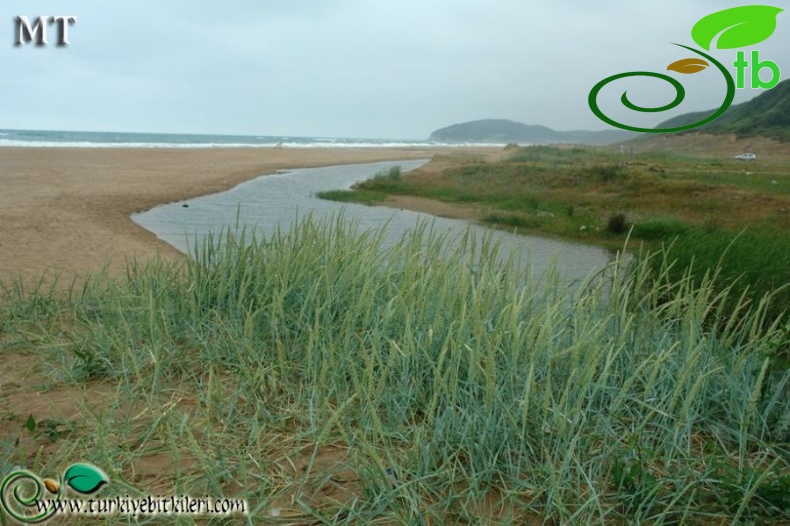 ssp sabulosus-İstanbul