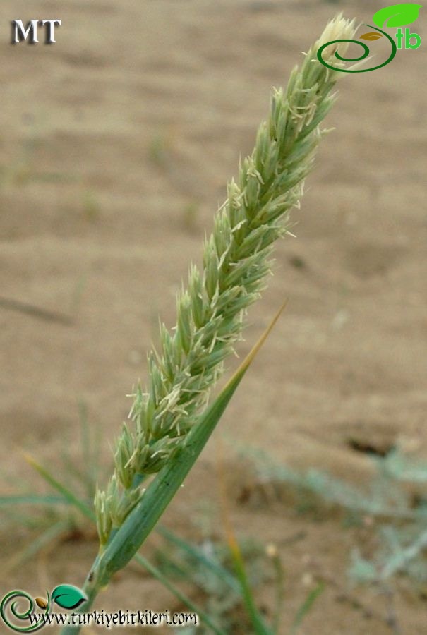 ssp sabulosus-İstanbul