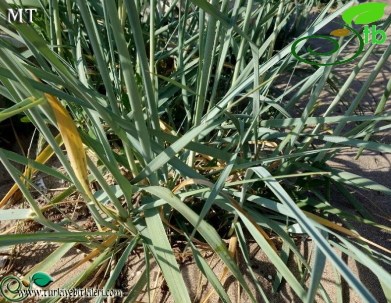 ssp sabulosus-İstanbul