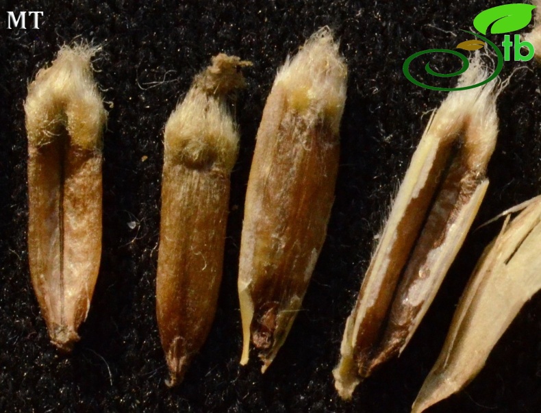 subsp. sabulosus