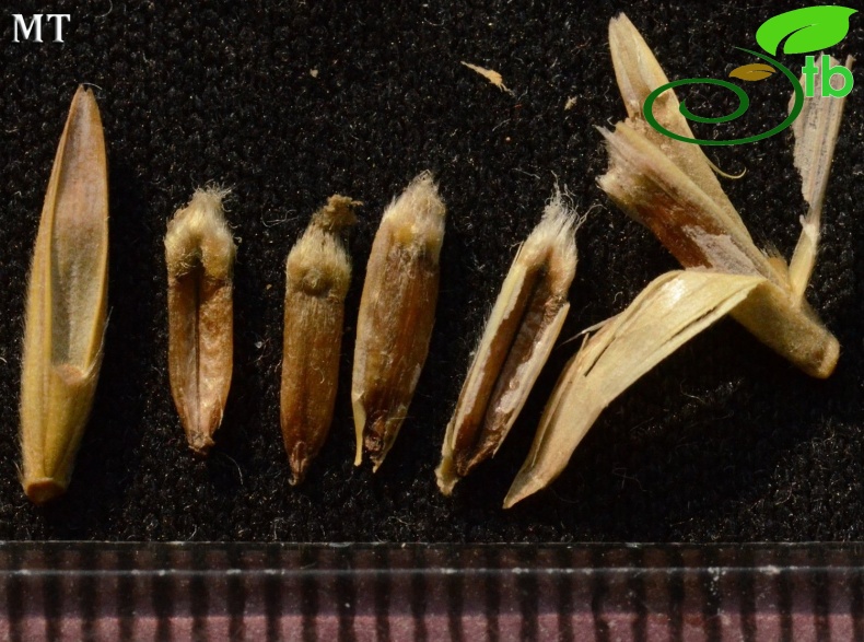 subsp. sabulosus