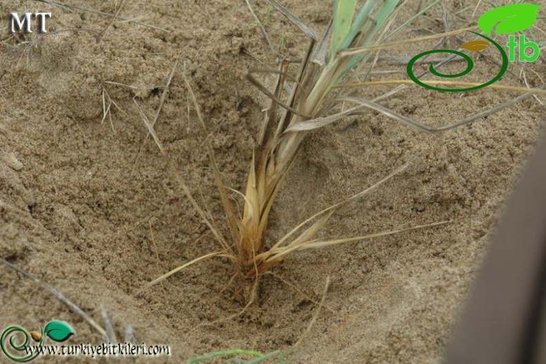 ssp sabulosus-İstanbul