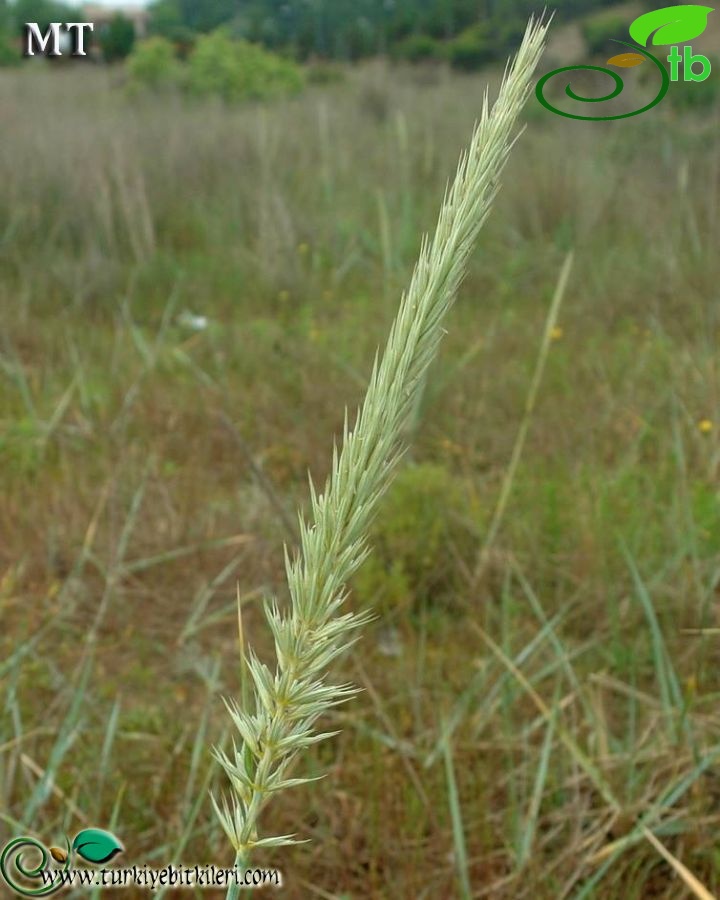 ssp sabulosus-İstanbul