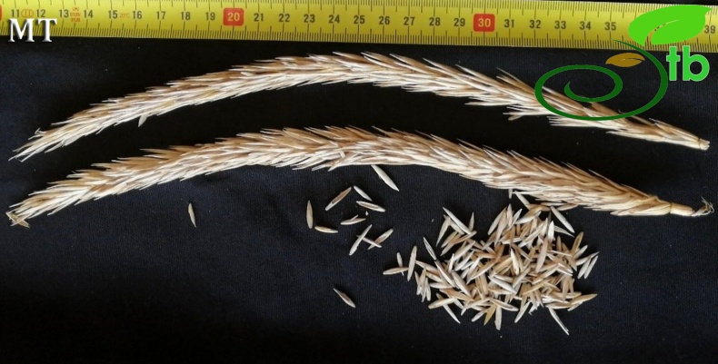 subsp. sabulosus