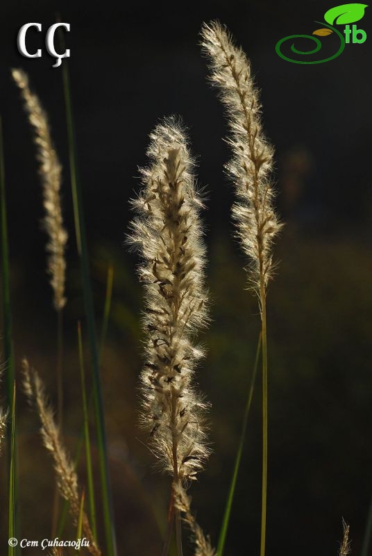 subsp. ciliata-İzmir