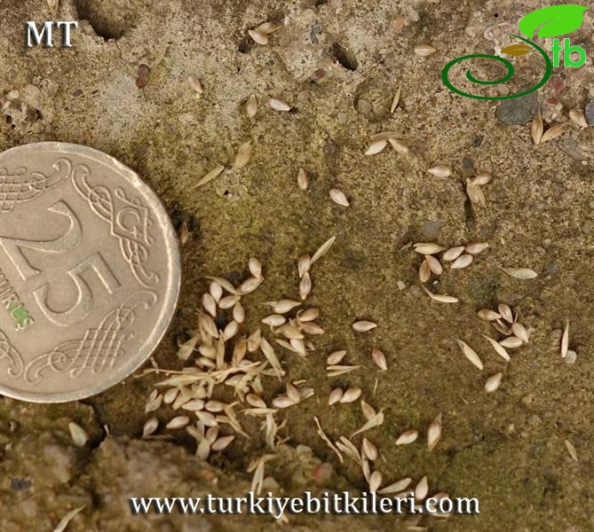 ssp thomasii-İstanbul