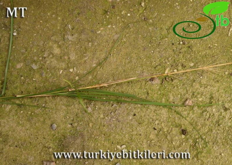 ssp thomasii-İstanbul