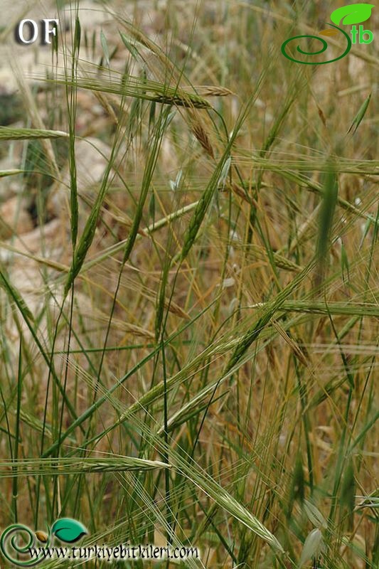 İsrail
