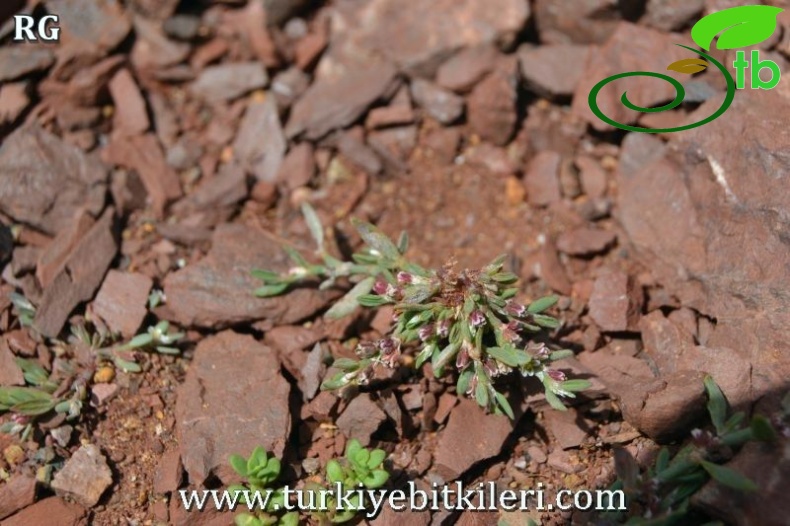 Sandras dağı-Köyceğiz