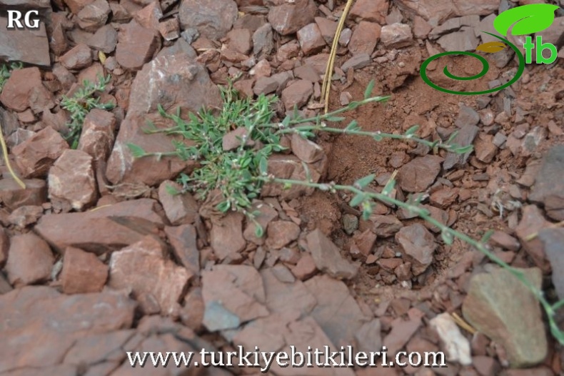 Sandras dağı-Köyceğiz
