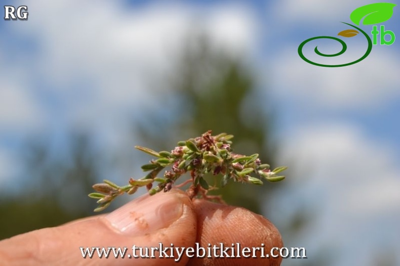 Sandras dağı-Köyceğiz