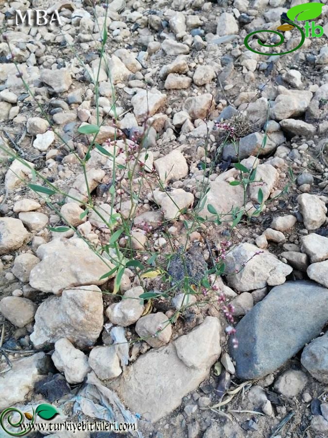 ssp patulum-Şanlıurfa