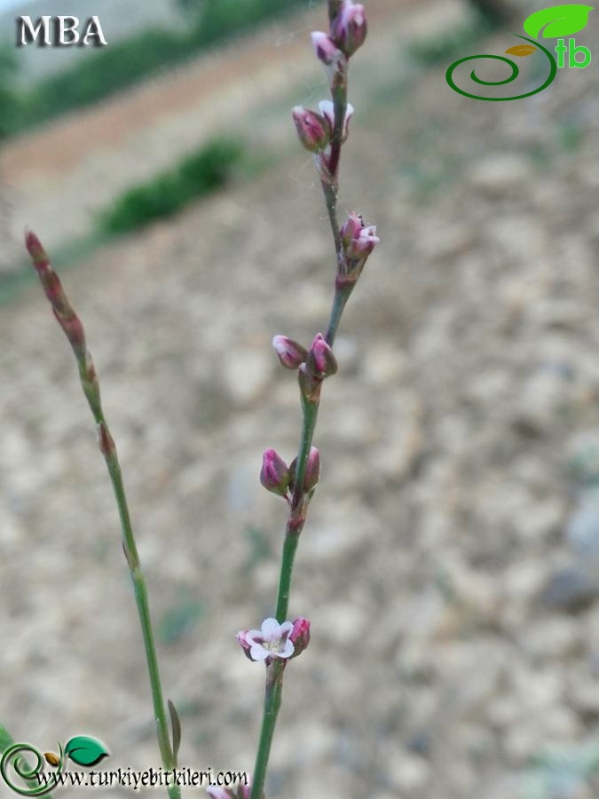 ssp patulum-Şanlıurfa