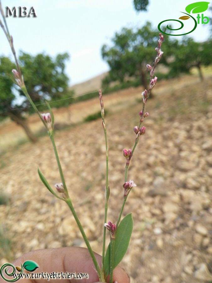 ssp patulum-Şanlıurfa