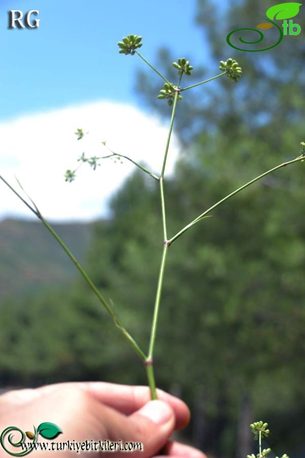 ssp dichotoma-Marmaris-Muğla