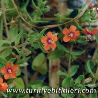 var arvensis-Silifke-Mersin