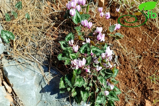 subsp. anatolicum- Alanya