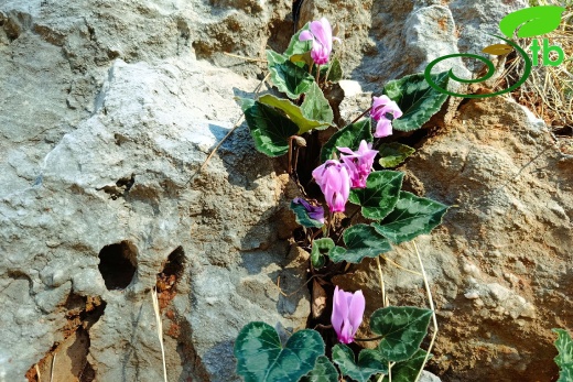 subsp. anatolicum- Alanya