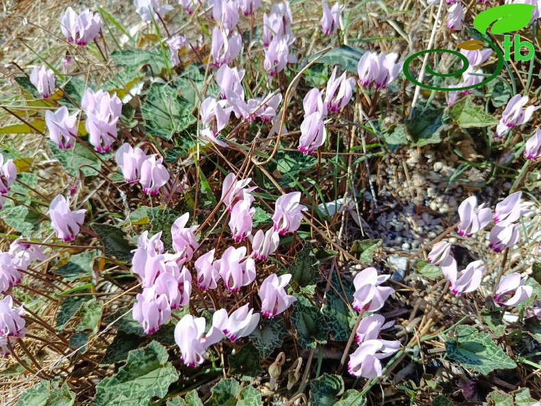 subsp. anatolicum- Alanya