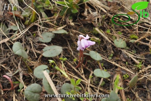 subsp. parviflorum-Trabzon