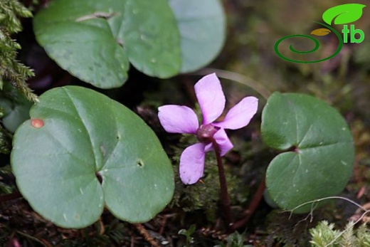 subsp. parviflorum-Trabzon