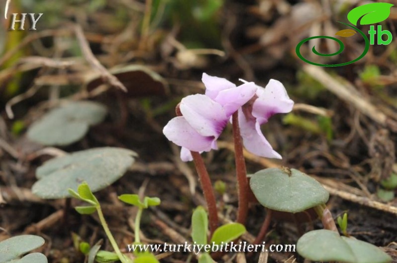 subsp. parviflorum-Trabzon