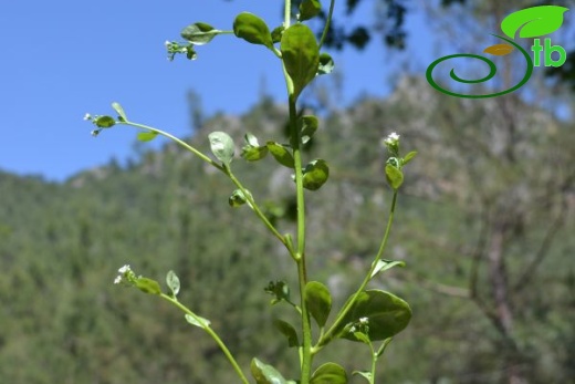 Marmaris-Muğla