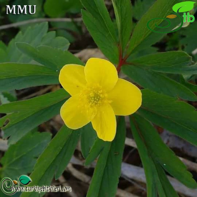 subsp. ranunculoides-Kırklareli