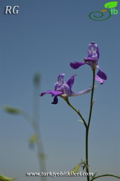 Bulanık-Muş