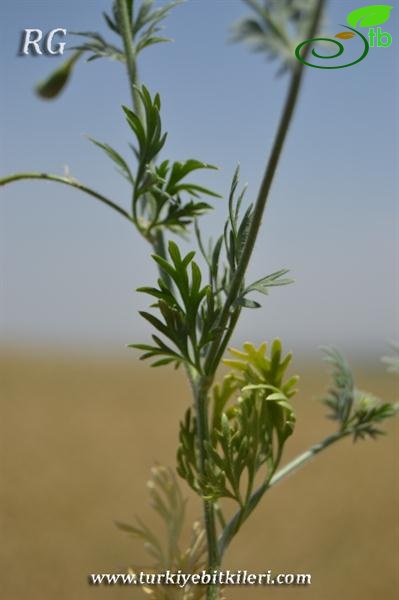 Bulanık-Muş