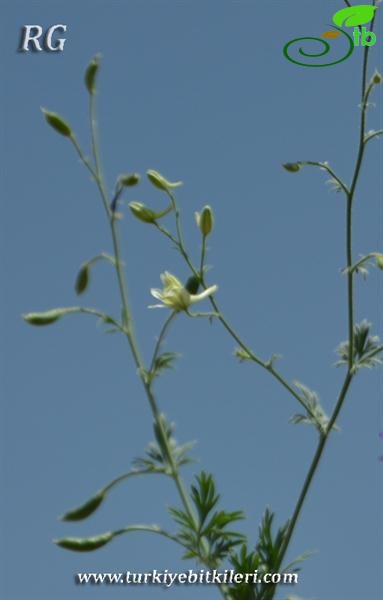 Bulanık-Muş