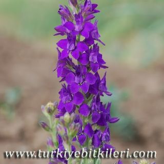 Ankara