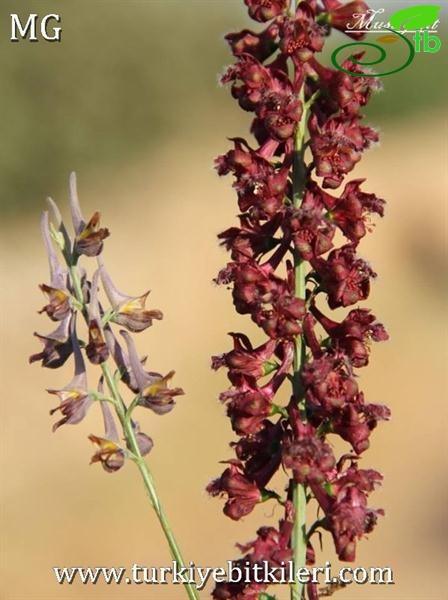 Delphinium peregrinum_Delphinium macrostachyum-Mardin