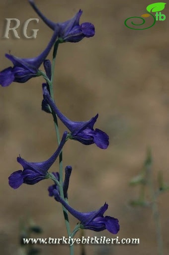 Kulu-Konya