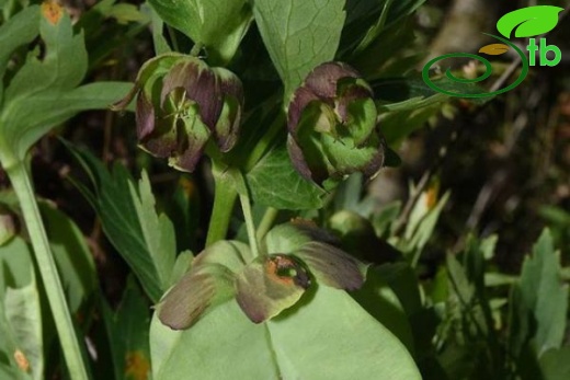 Amanos dağları