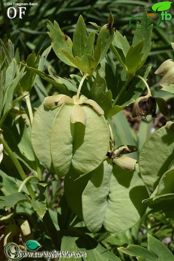 Amanos dağları