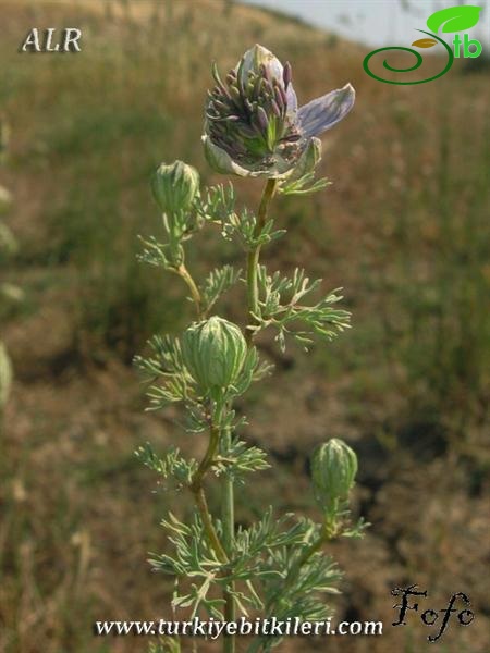 subsp. glaucescens