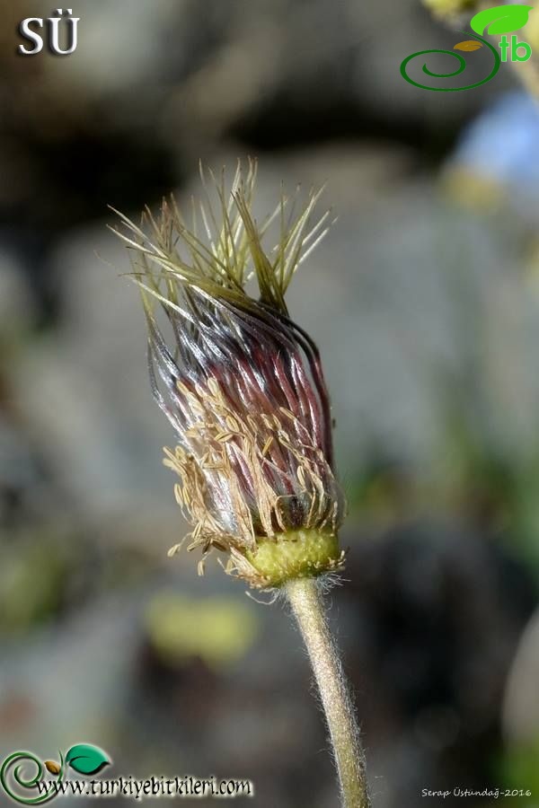 Kaçkar dağları