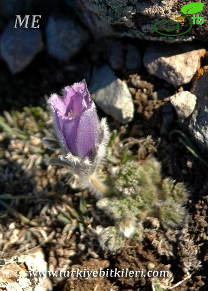 Erciyes dağı-Kayseri