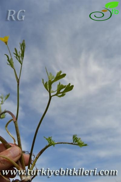 var trachycarpus-Adana