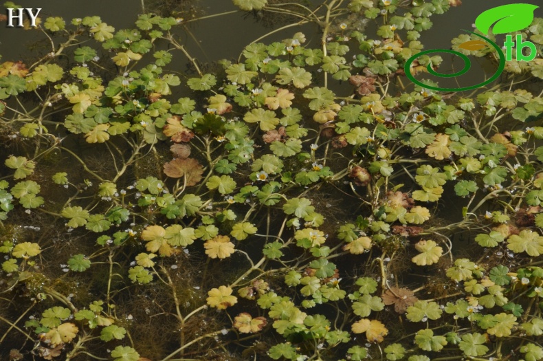 subsp fucoides- İzmir