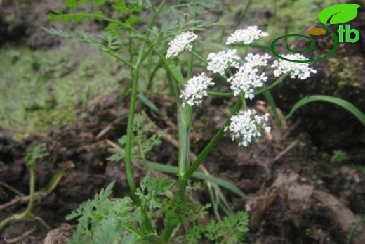 Yeniçaga-Bolu