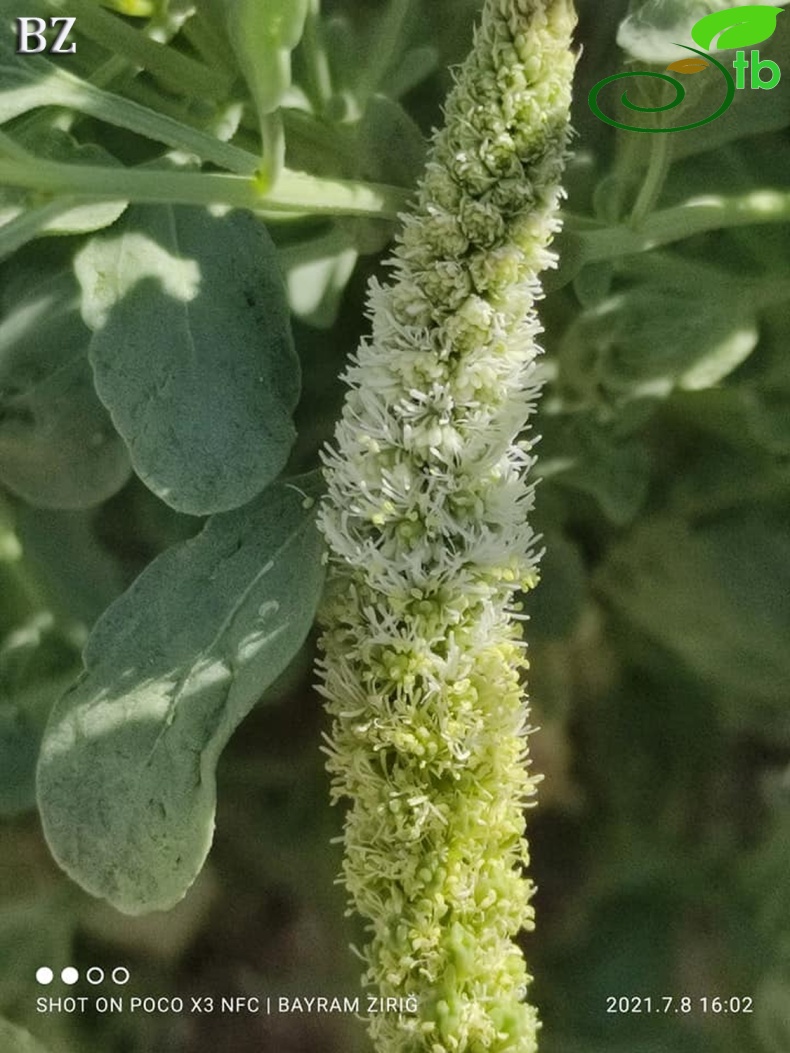 subsp. rotundifolia- Hasankeyf